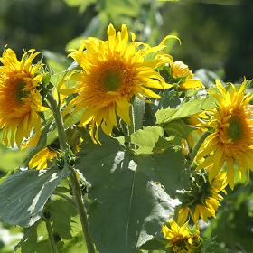 How to Grow Branching Sunflowers