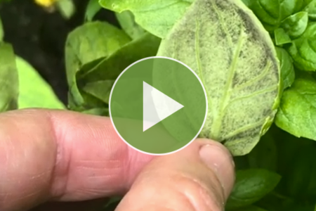 Watch a video about Johnny's basil downy mildew resistance varieties in the home garden