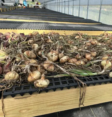 onions curing on tables in shaded greenhouse