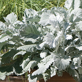 How to Grow Dusty Miller