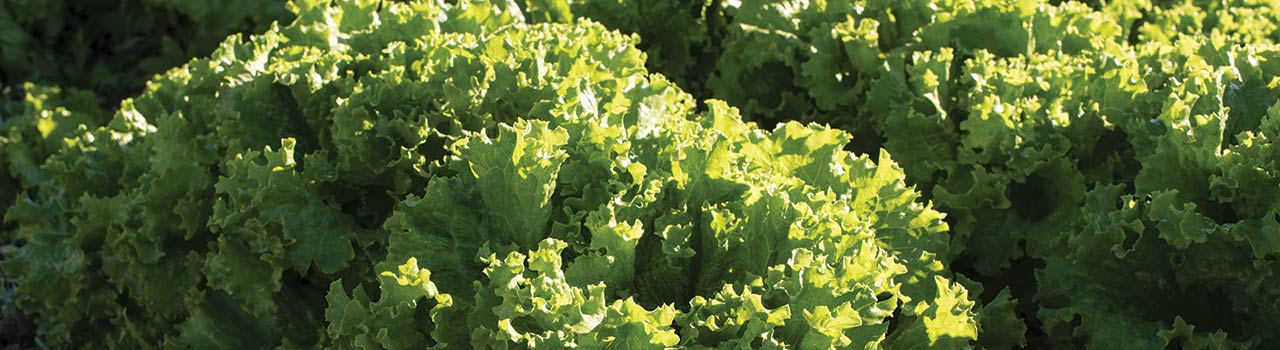 Limited Quantities & Replacement Varieties