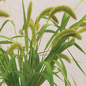How to Grow Foxtail Millet Ornamental Grass