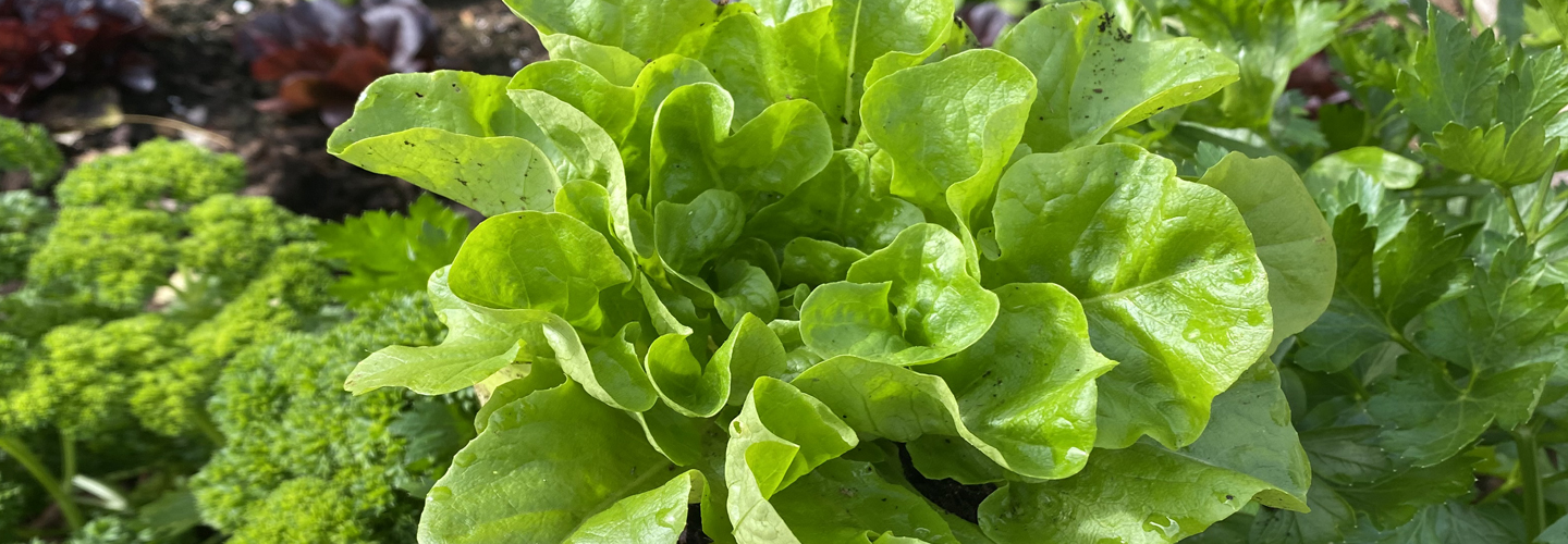 Green Lettuce