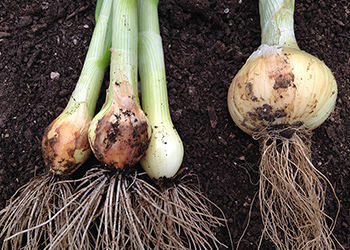 Onions from the shady side, laid alongside one that received full sun