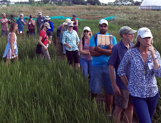 Participants fan out across the rice paddies at Wildfolk Farm