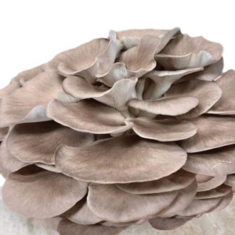 How to grow oyster mushrooms from sawdust spawn
