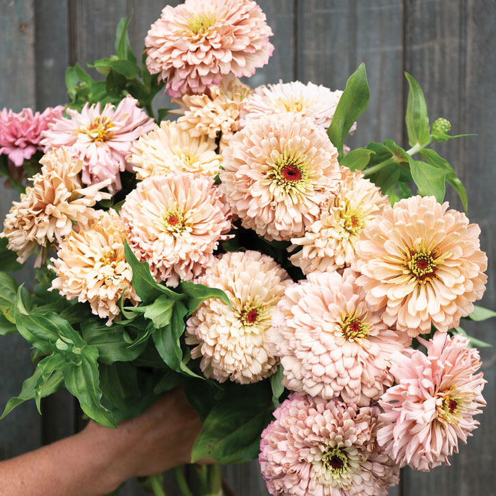 Zinnias