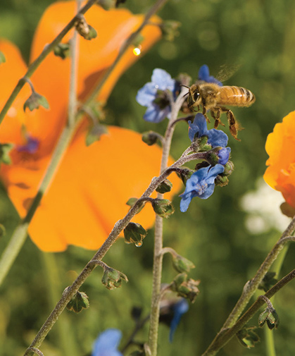 Close-up of a planting of Bee Feed Mix, providing pollen and nectar for sustaining wild and introduced bee colonies.