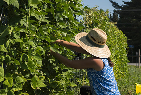 About Pole Beans