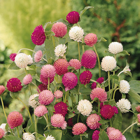 How to Grow Gomphrena (Globe Amaranth)