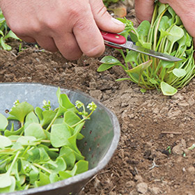 How to Grow Claytonia