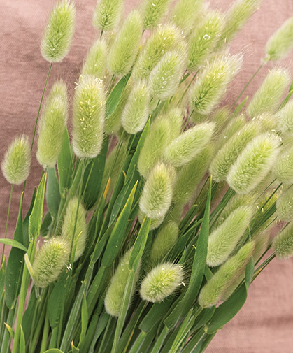 Hare's tail grass (Lagarus ovatus), grown as an ornamental grass.