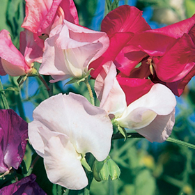 How to Grow Sweet Peas