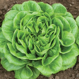 Salanova® Green Butter Pelleted Lettuce Seed