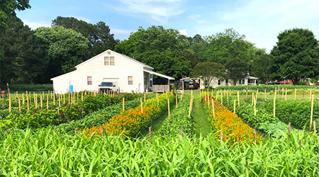 Lisa's bedrows contain a diverse selection of flowers, vegetables, herbs, and cover crops, too.