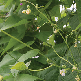 How to Grow Pole Beans