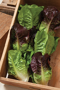 Mini Romaine Types