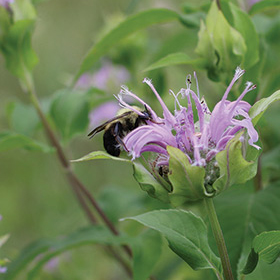 How to Grow Wild Bergamot (Bee Balm - Monarda fistulosa)