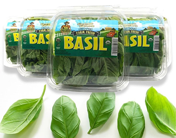 Organic Prospera basil from Goodness Gardens, packed for market.