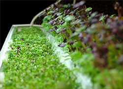 All microgreens can be grown hydroponically