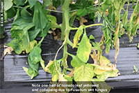 Fusarium wilt