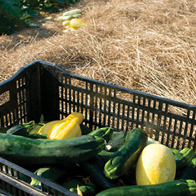 How to Grow Summer Squash