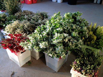 The morning's harvest at Deadhead Cut Flowers - directly placed into clean buckets of clean water.