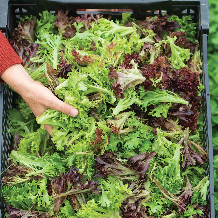 Pile of leafy greens