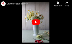 Late Narcissus Set Late Narcissus Set