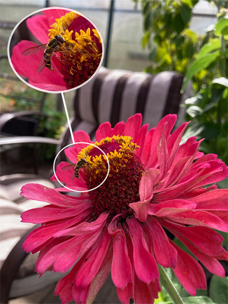 Red zinnias attract pollinating wasps and bees