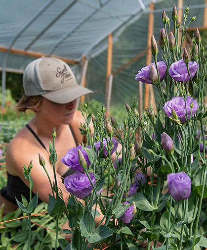 Lisianthus blooms of several colors and varieties.