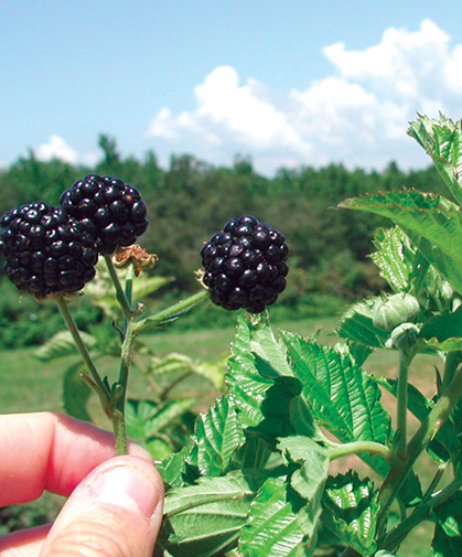 A panicle of fresh, plump blackberries, produced on thornless 'primocanes.'