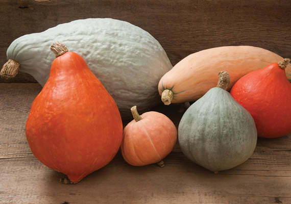 Hubbard Squash Varieties