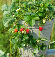 Seascape Strawberry Plants