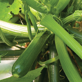 How to Grow Zucchini