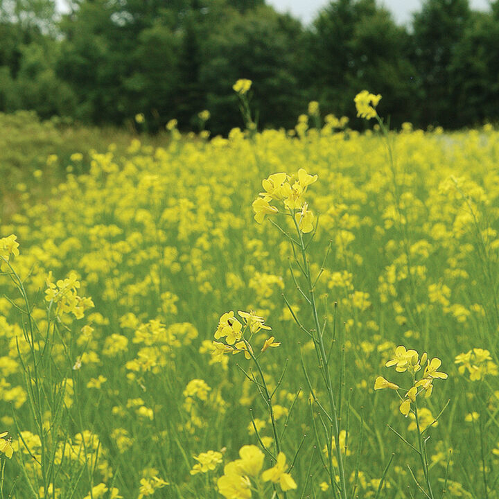 Yellow Mustard Cover Crop