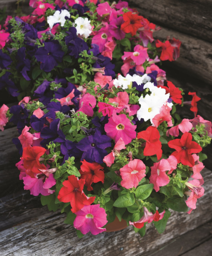 Petunias growing in pots.