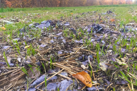 winter rye germinating through cover crop residue