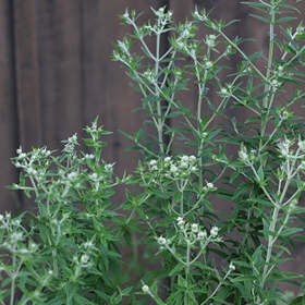 How to Grow Mountain Mint