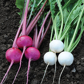 How to Grow Turnips