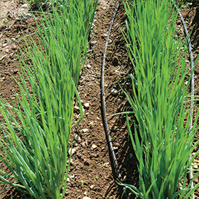 How to Grow Bunching Onions (Scallions)