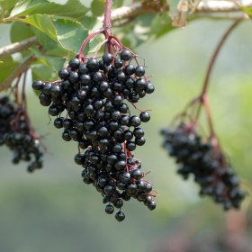 elderberries