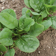 Lizard Spinach Seeds