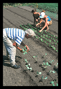 Transplanting Soil Blocks