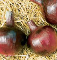Redwing Storage Onion