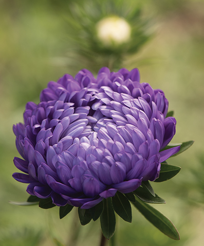 Single China aster (Callistephus chinensis), of a rich, purple hue.