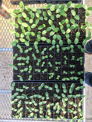 3 cucumber varieties, concurrently seeded, but germination and growth at varying rates.
