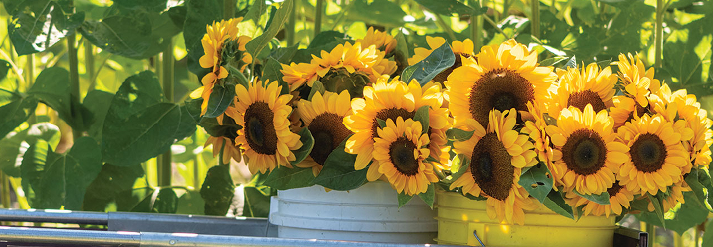 Sunflowers in a cart