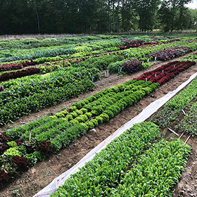 How to Grow Baby-Leaf Brassica Greens