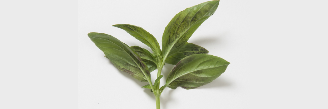 cut flower crops at various stages of maturity in the high tunnel